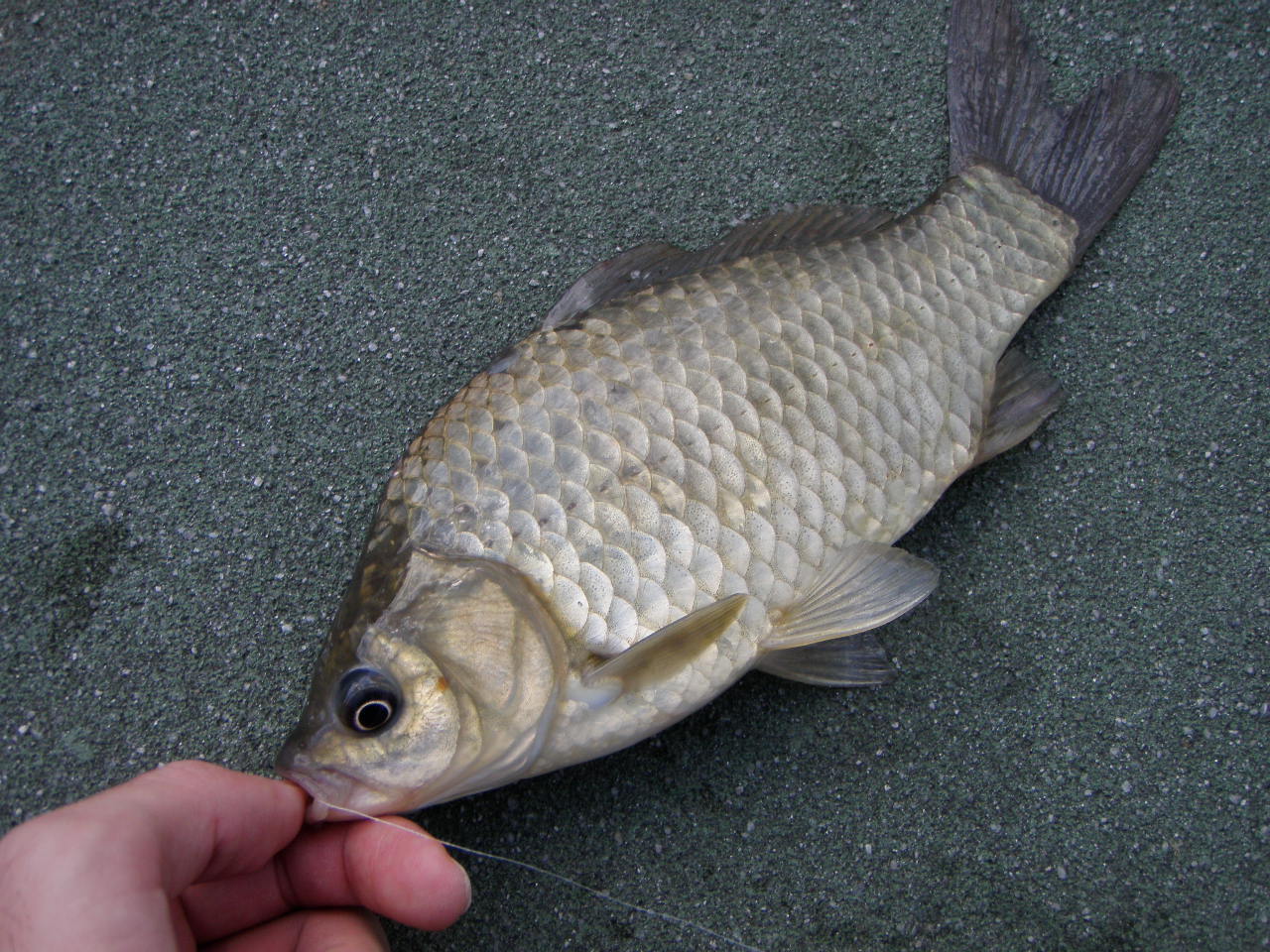 比謝川 釣行 沖縄県嘉手納町 11 09 22 釣り 天草の乱