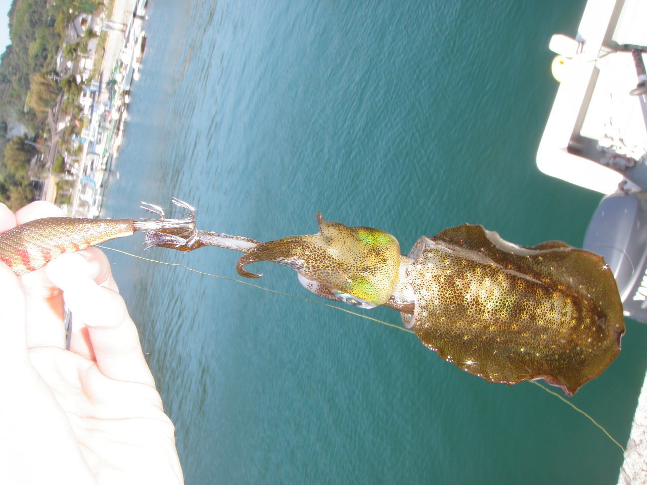 大多尾港でエギング 12 10 12 釣り 天草の乱