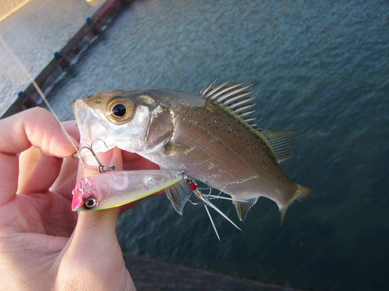 秋深まる メッキ釣り 11 10 27 釣り 天草の乱